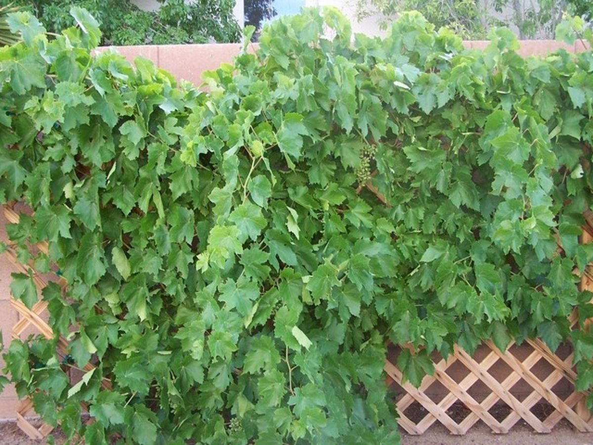 Vynuogės auga tik ant ankstesniais metais išaugusios medienos