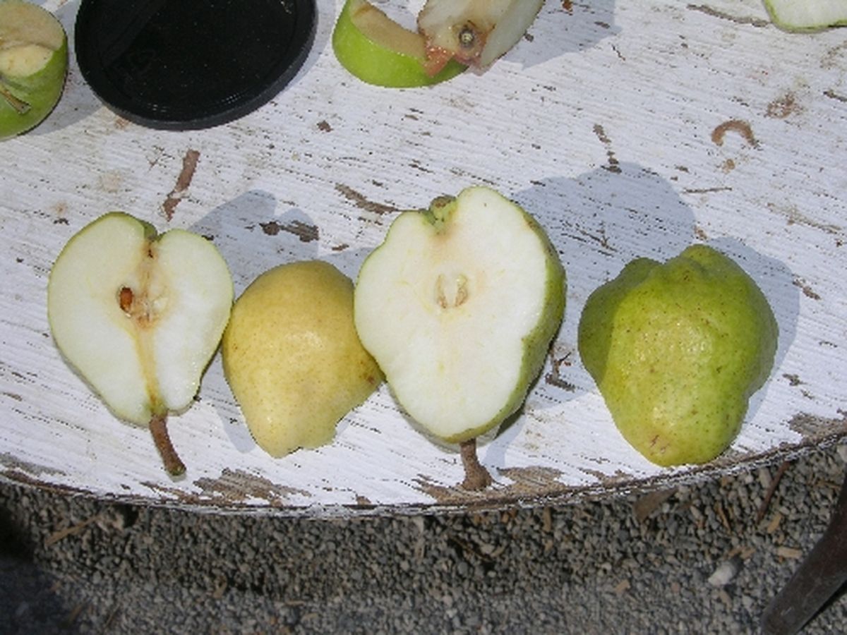 Bartlett -päron mognar bäst i rumstemperatur