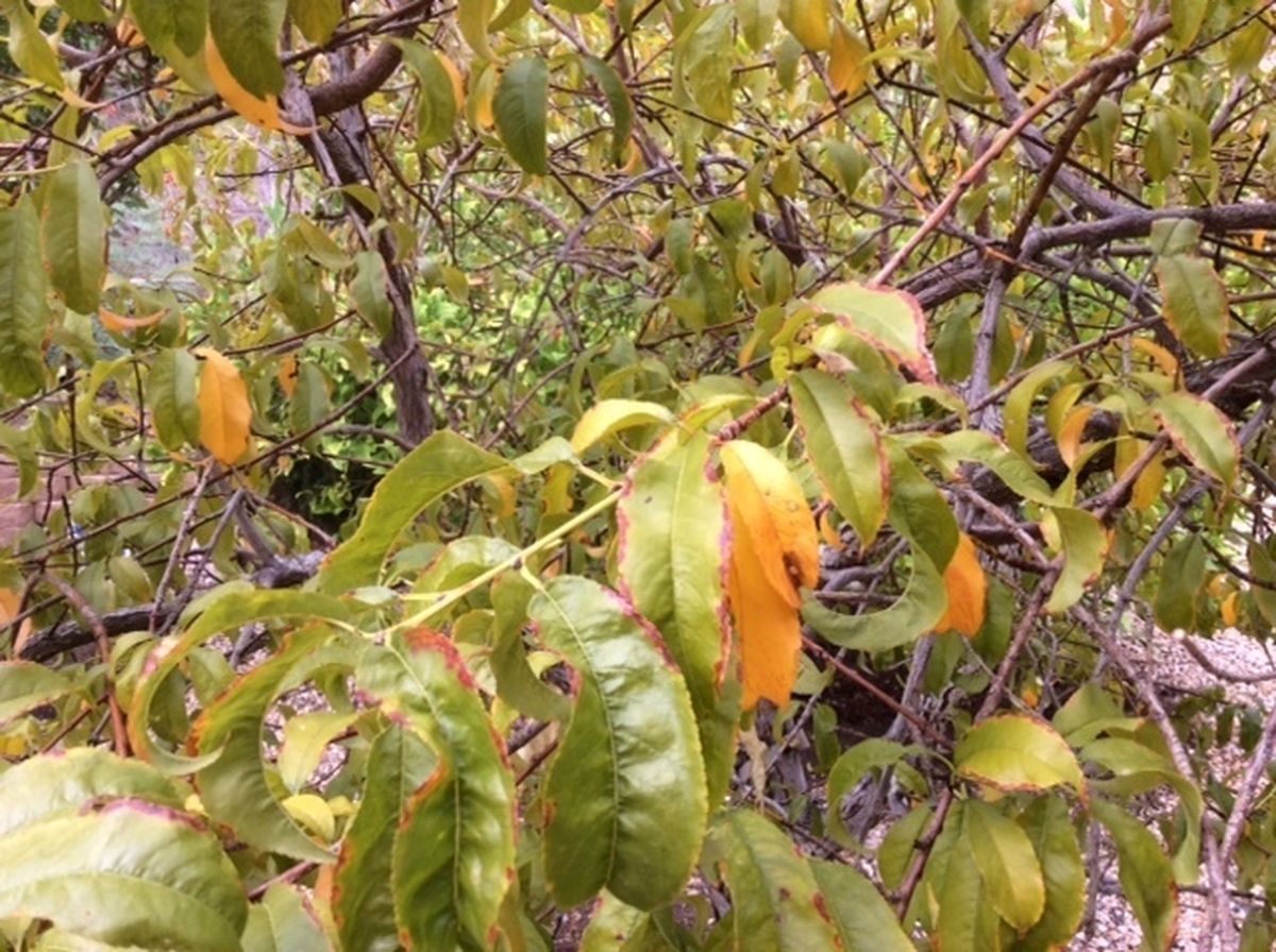 黄色の葉のある桃の木はもっと水が必要です